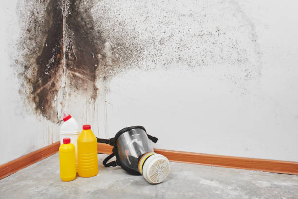 Best Crawl Space Mold Removal  in Birngham, MI