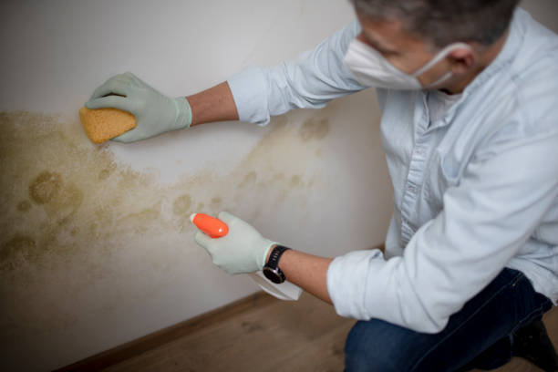 Best Commercial Mold Removal  in Birngham, MI