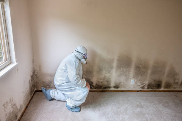 Best Mold Testing  in Birngham, MI