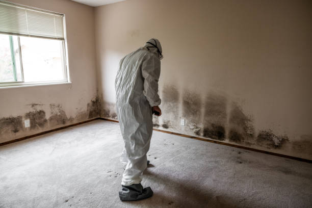 Office Mold Removal Services in Birmingham, MI