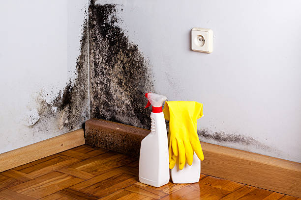 Best Professional Mold Removal  in Birngham, MI