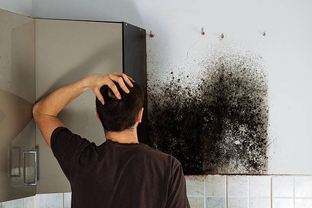 Best Residential Mold Removal  in Birngham, MI