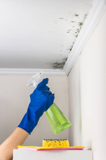 Trusted Birmingham, MI Mold Removal Experts